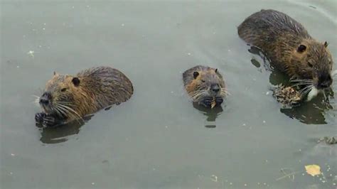 Feeding Nutria rats...They're cute. - YouTube