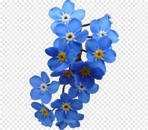 السماء الزرقاء زهرة بتلة ، زهرة, blue, colour, flower png