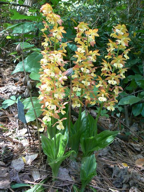 Garden Photo Today: Easy-to-grow orchids for shade