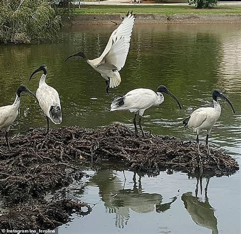 Unusual history of the Ibis revealed including the theory they escaped ...