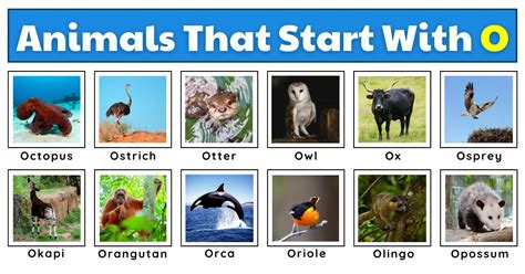 Animals That Start With O | List, Fun Facts, And A Free Worksheet | Games4esl