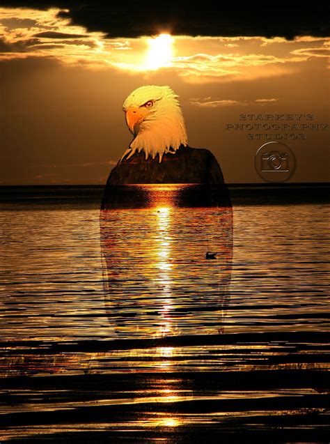 SUNSET EAGLE | Sunset, Nature, Picts