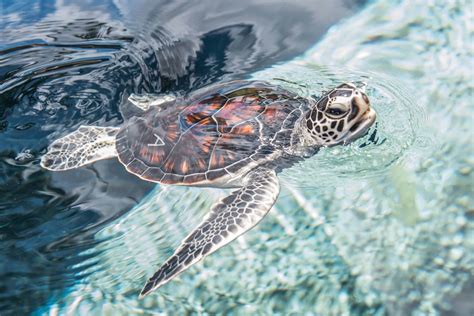 Green Sea Turtles | Hawaiian Marine Life