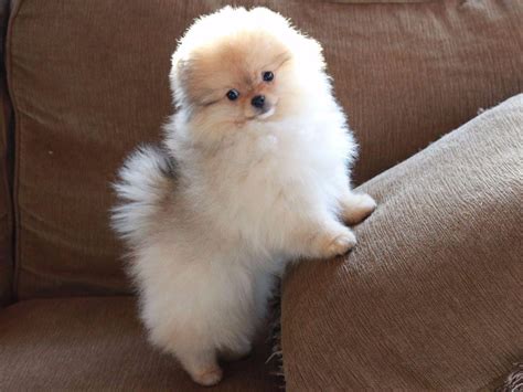 Pomeranian Puppies For Sale | Memphis, TN #240999