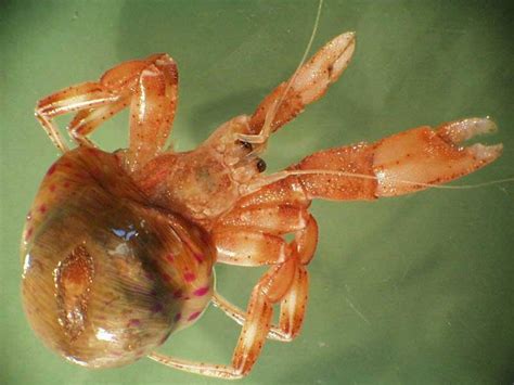 Prideaux's hermit crab (Pagurus prideaux) - MarLIN - The Marine Life Information Network