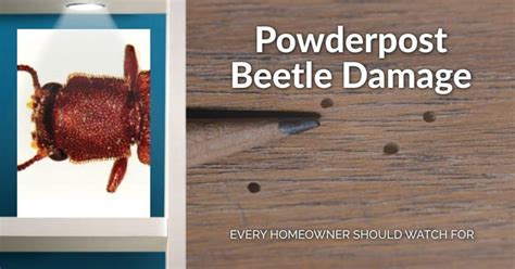 Powderpost Beetle Damage Signs Every Homeowner Should Know