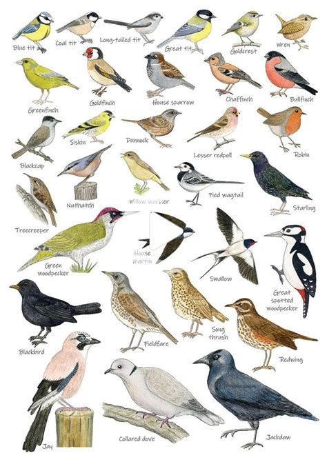 British Garden Birds Identification A5 Card Postcard, Art Print | Bird ...