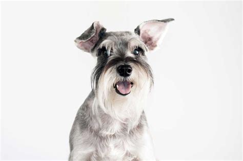 6 Common Schnauzer Health Problems | Lucy Pet