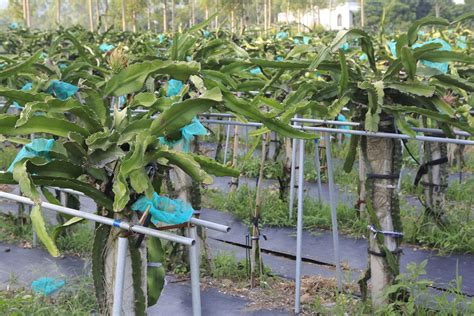 Dragon Fruit Plant Care: Guide On How to Grow Dragon Fruit