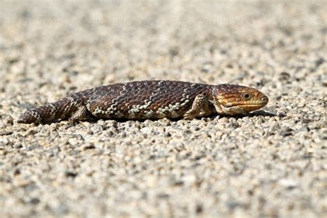 Image of A bobtail or blue-tongue lizard - Austockphoto