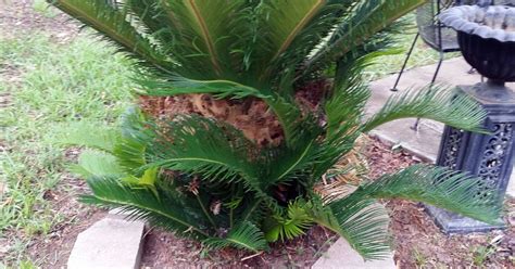 Brad's Tropical Paradise: What to do if your sago palm is growing ...