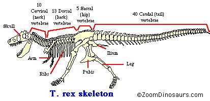 Dinosaur Skeleton - Enchanted Learning Software