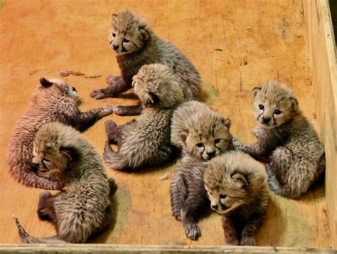 Cheetah welcomes 8 cubs at St. Louis Zoo - ABC News