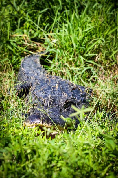 Crocodile In Green Camouflage Stock Photos, Pictures & Royalty-Free Images - iStock