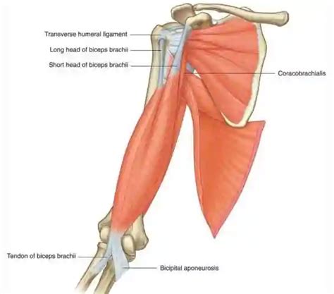 Coracobrachialis Muscle: Action, Function, Origin and Insertion - Jotscroll