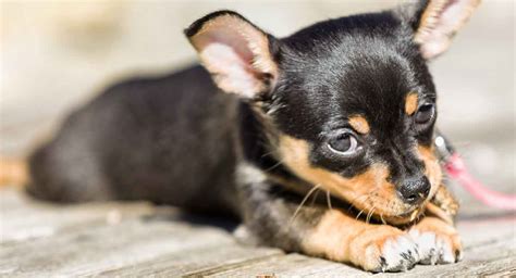 Black And Tan Dog Breeds - The Top Gorgeous Dark Colored Pups