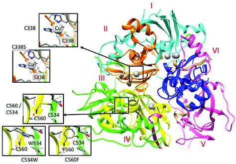 A. Detail of the structural analysis of selected missense mutations... | Download Scientific Diagram