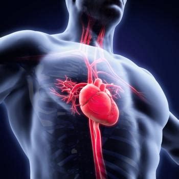 Endocarditis: Symptoms, causes, and treatment