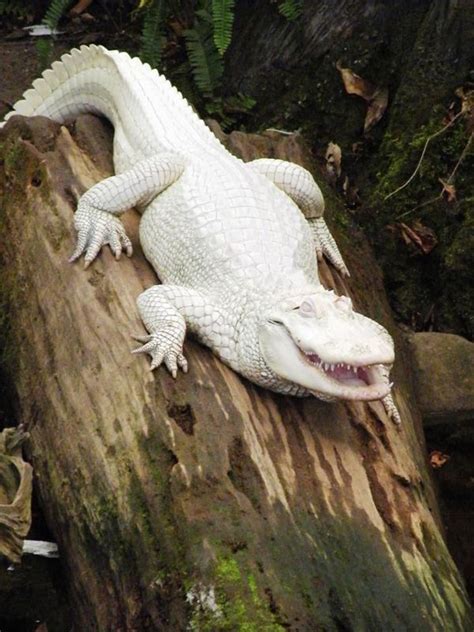 , #albinoanimalphotography | Crocodile animal, Rare albino animals ...