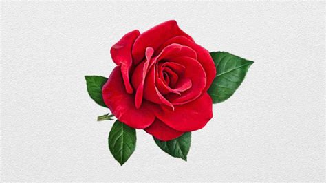 Red Roses Drawing at GetDrawings | Free download