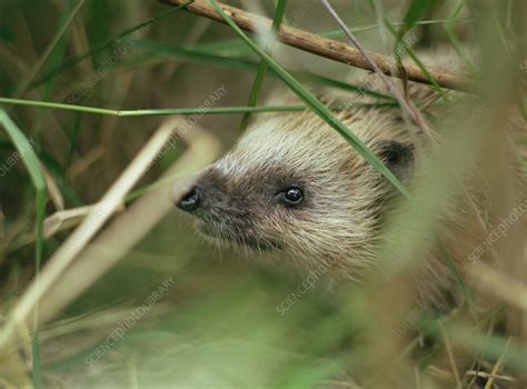 European hedgehog - Stock Image - Z904/0047 - Science Photo Library