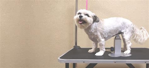 DogUp Stand – Keeps Dogs From Sitting While Grooming