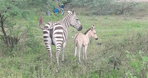 Second Zonkey Born To Zebra Mum, Donkey Dad Spotted In Kenya [PHOTOS]