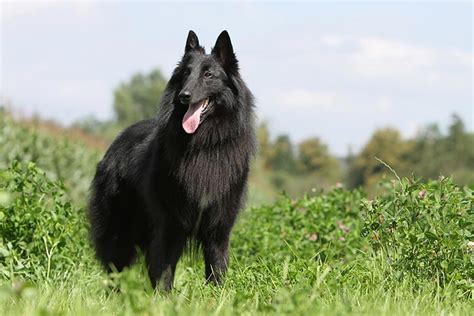 Belgian Sheepdog Dog Breed Information