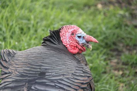 11 11 Turkey Breeds You NEED to Know About if You Plan to Raise Turkeys You NEED to Know About ...