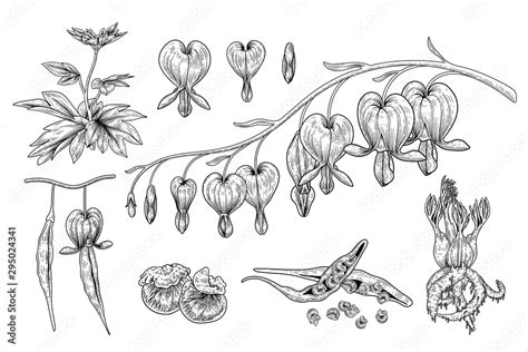 Sketch Floral. Bleeding Heart flower, Seed pod and Root drawings ...