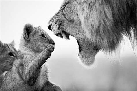 450+ Lion Cub Angry Stock Photos, Pictures & Royalty-Free Images - iStock