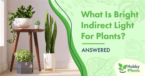 What Is Bright Indirect Light For Plants? [ANSWERED]