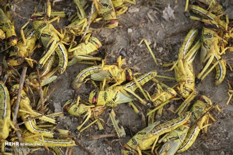 Iran well rid of 153 swarms of desert locusts - Tehran Times