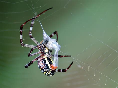 8 Captivating Facts About Spider Silk