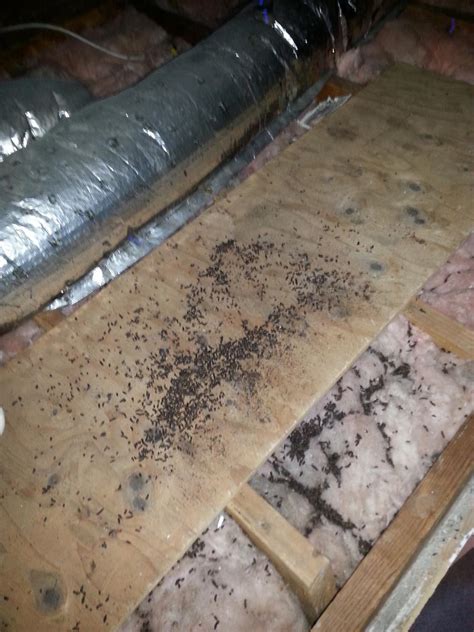 Wildlife Removal - Bat droppings - Bat droppings in attic insulation in Marlboro, NJ