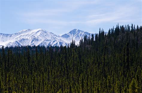 Taiga Forest Wallpapers - Wallpaper Cave