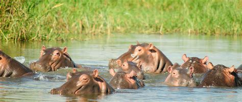 Hippopotamus, Hippo facts, Hippo pictures