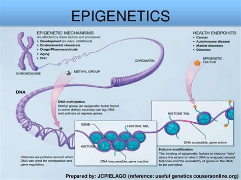 Epigenetics