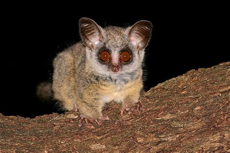 Bushbaby Facts - Animals of Africa - WorldAtlas