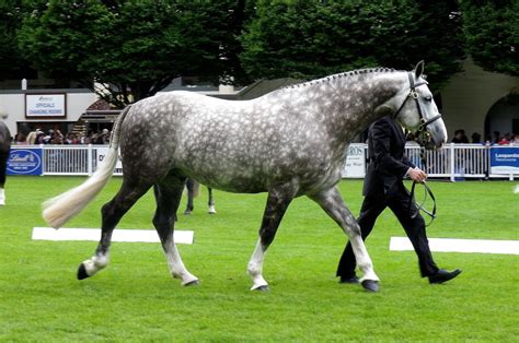 RDS Dublin Horse Show 2013 - Irish Draught Stallions - Tack N Tails