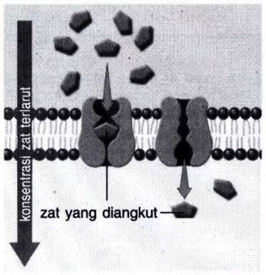 Difusi terfasilitasi merupakan transporaktif zat d...