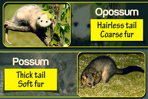 FUN FACT: OPOSSUM VS.... - The Wright Ranch Rescue Inc. | Facebook