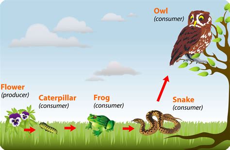 Food Chain And Food Web Pdf