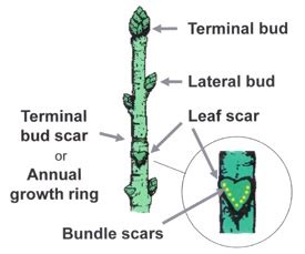 Pruning Addition Subtraction – Fairfax Gardening