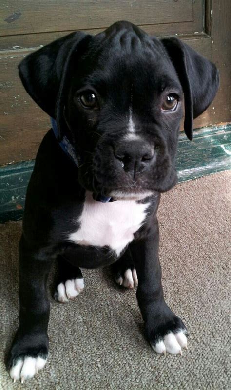 Brindle Boxer Puppies, Boxer Puppy, Black Boxer Puppies, Pitbull Boxer ...