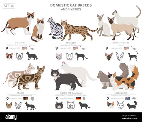 Domestic cat breeds and hybrids collection isolated on white. Flat ...