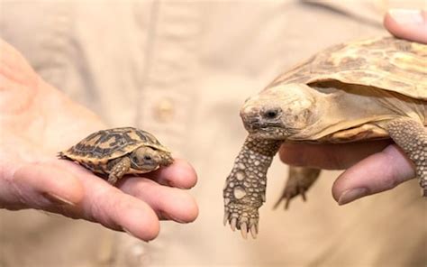 Shell-shocked! Tiny pancake tortoise is the size of a 50p coin