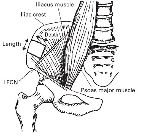 Iliac Fossa Anatomy