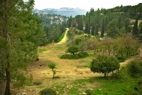 Jerusalem forests, Isreal | Holy land israel, Places to visit, Places to see