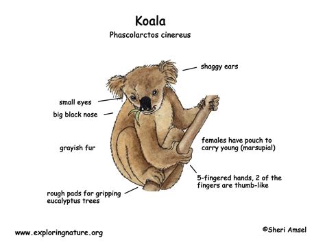 Koala Pouch Diagram